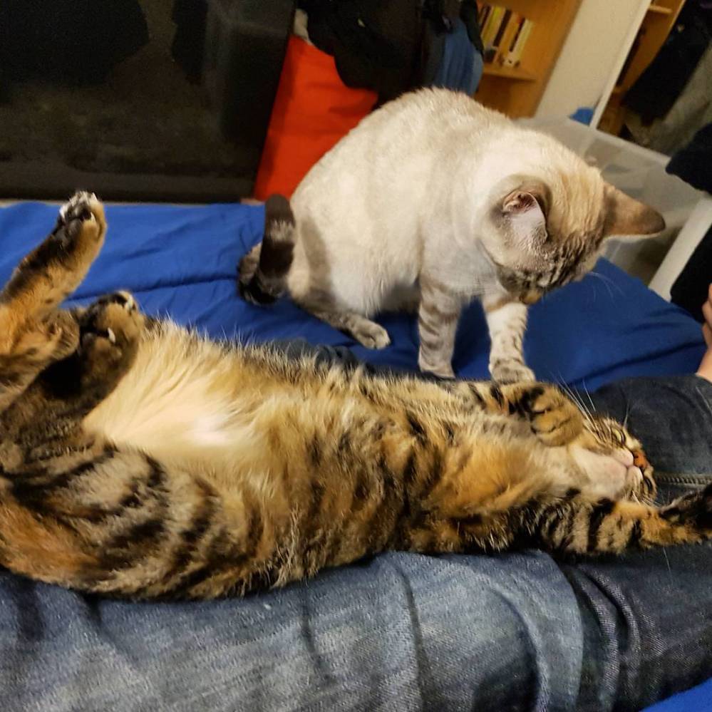 food coma kitties